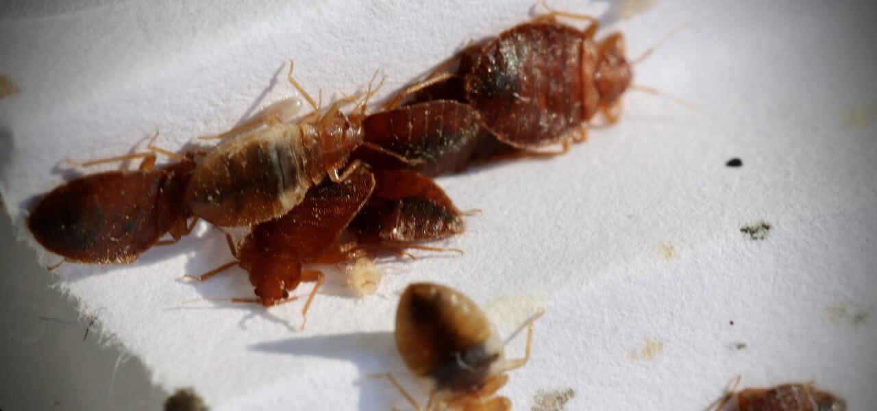 Mt Juliet Bed Bugs